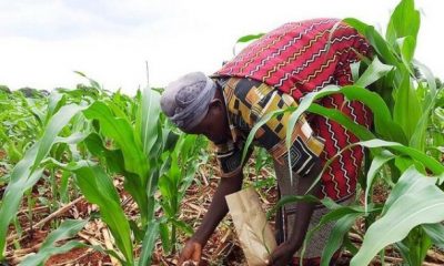 Subsidy On Fertilisers