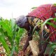 Subsidy On Fertilisers