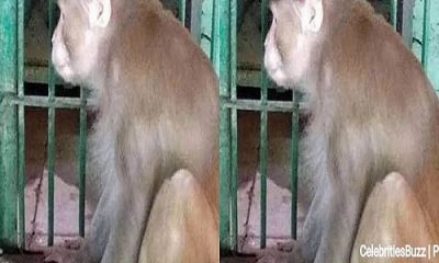 MONKEYS