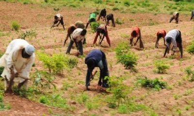 farmers