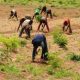 farmers