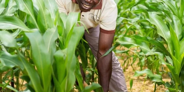 Farmers