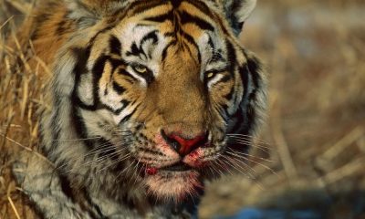 Woman Fights Tiger