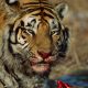 Woman Fights Tiger