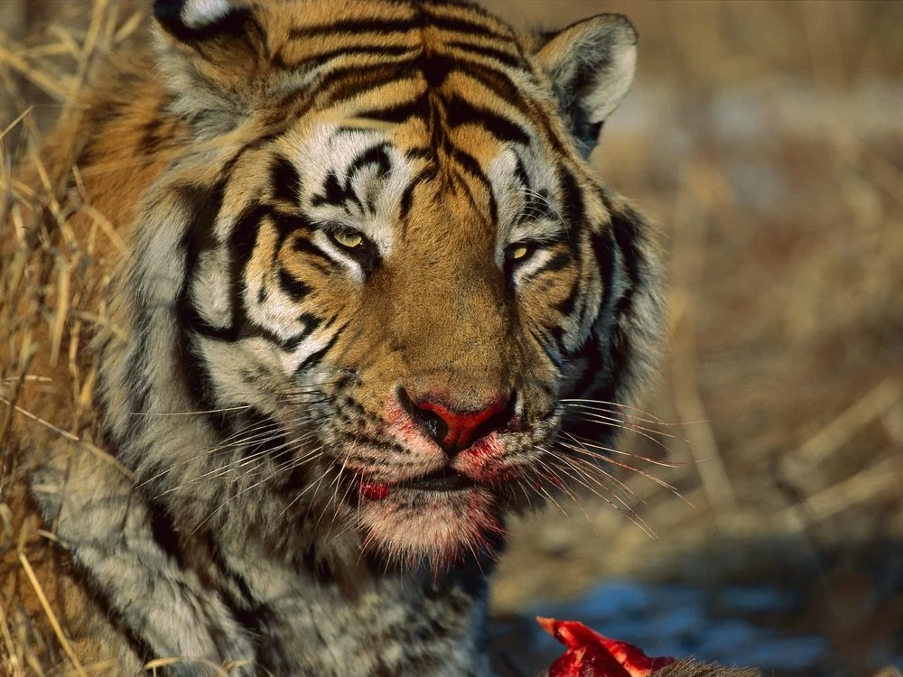 Woman Fights Tiger
