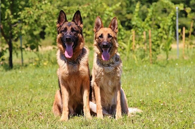 two Alsatian dogs