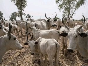 Christmas Cow Kills Youth Leader