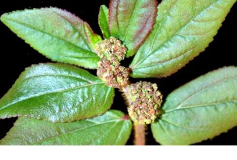 Snakeweed