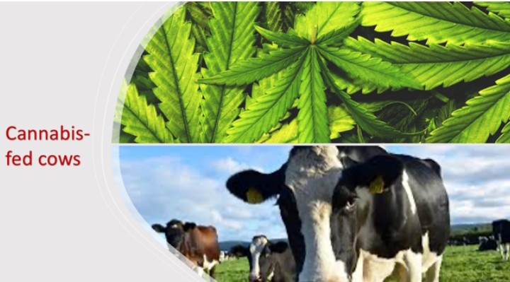 Cannabis-laced Milk