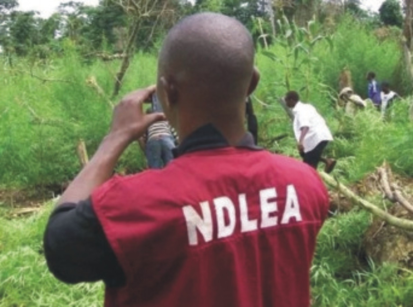 NDLEA