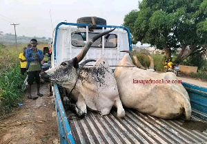 Pregnant Cows