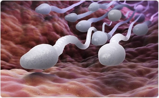 Sperm