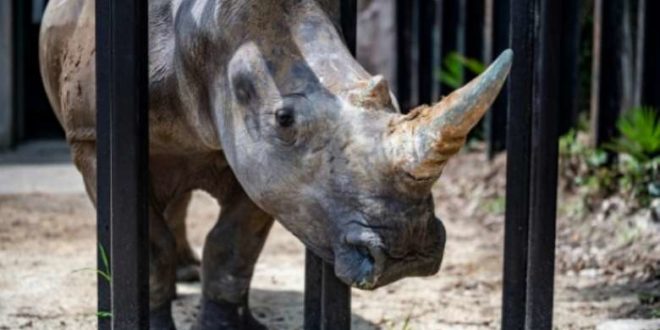 South Africa’s Largest Rhino Farm