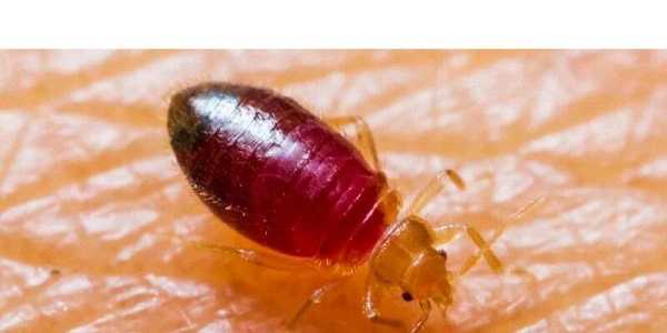 Bed Bugs