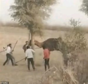 Camel Beaten To Death
