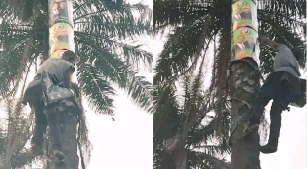 Obidient Climbs Palm Tree