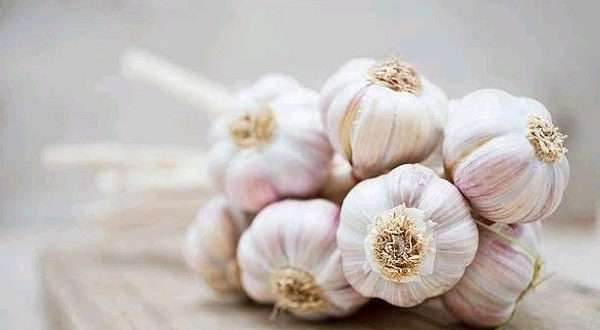 Garlic