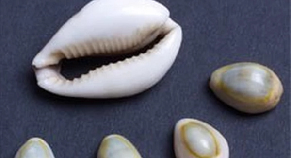 Cowrie Shells