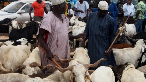Don’t Borrow To Buy Sallah Rams