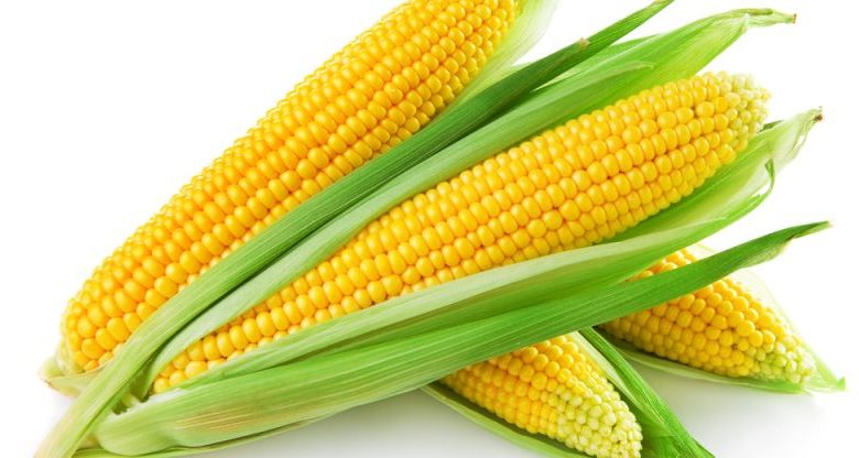 Corn-Maize