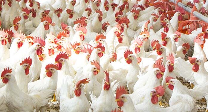 Poultry Farmers