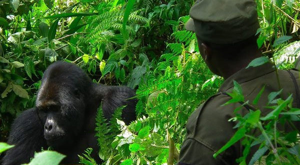 Fake Gorilla Permit Scandal