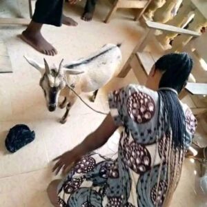 Stealing Goat Over Hunger