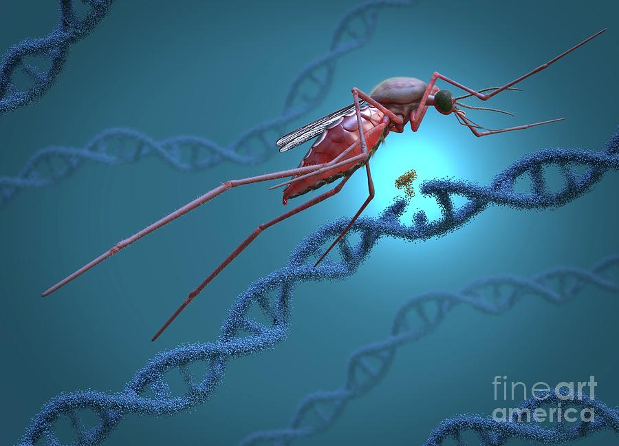 Mosquitoes Gene Drive