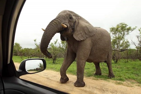Elephant