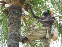Palm Wine Tapper