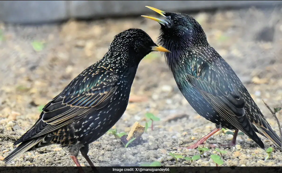 bird