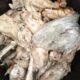 contaminated turkey seized