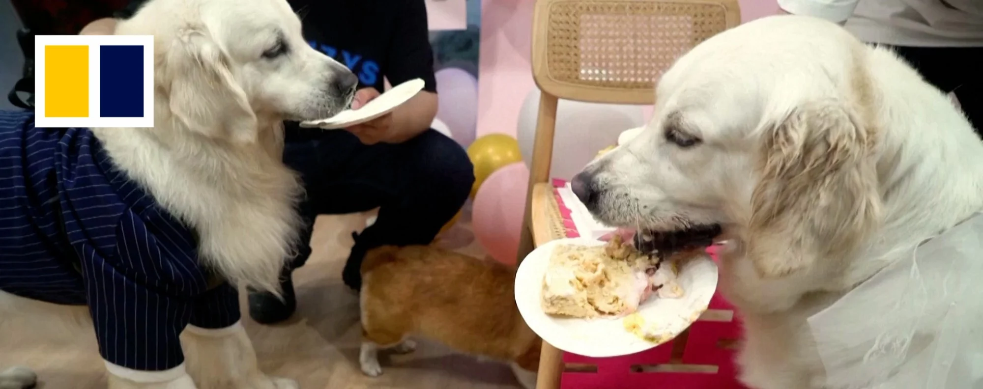 Dog Weddings