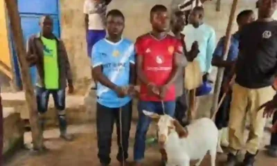 Manchester Rival Fans Arrested Over Alleged Theft Of Goat Bought For Arsenal Title Celebration