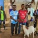 Manchester Rival Fans Arrested Over Alleged Theft Of Goat Bought For Arsenal Title Celebration