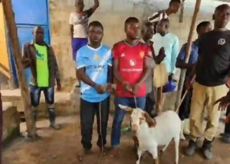 Manchester Rival Fans Arrested Over Alleged Theft Of Goat Bought For Arsenal Title Celebration